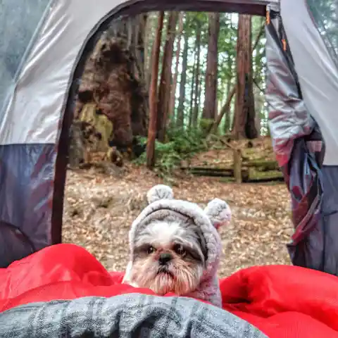 Pawsitively Luxurious in the Wilderness