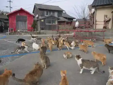 Cat Island (Tashirojima), Japan