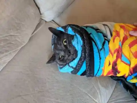 Burrito Cat