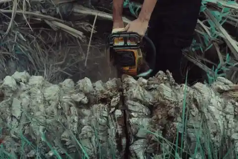 Logging Trade 
