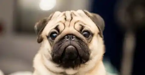 Pug