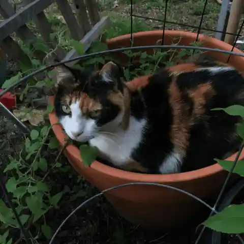 Grow Your Own Catnip