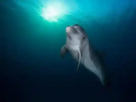 なぜそれほど稀なのか？