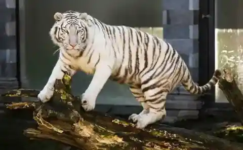 動物園のスター、ブランカ