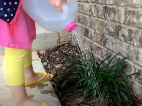 Empty Gallons Jugs as Watering Cans