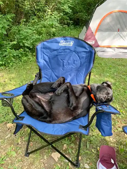 Paws and Relaxation