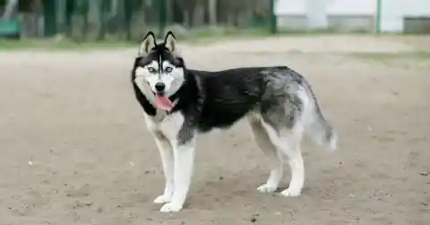 Husky Challenges