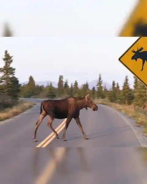 Moose X-ing