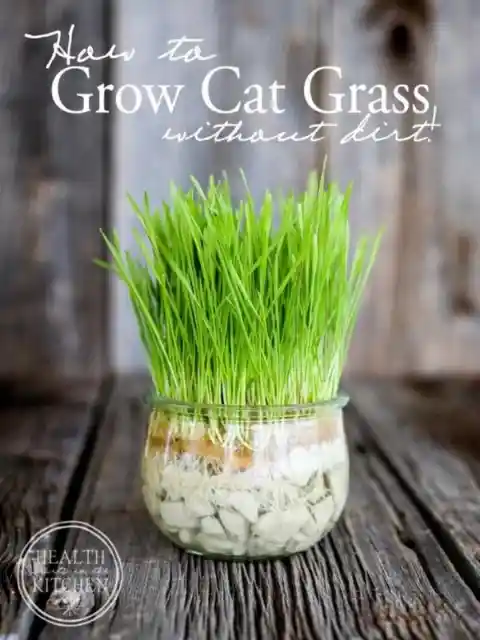 How To Grow Dirtless Cat Grass