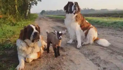 Dog Crossbreeds Are Totally Adorable, as Expected
