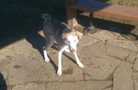 Heart Warming: Couple Takes In Starving Dog And See Him Transform - UNPUBLISHED