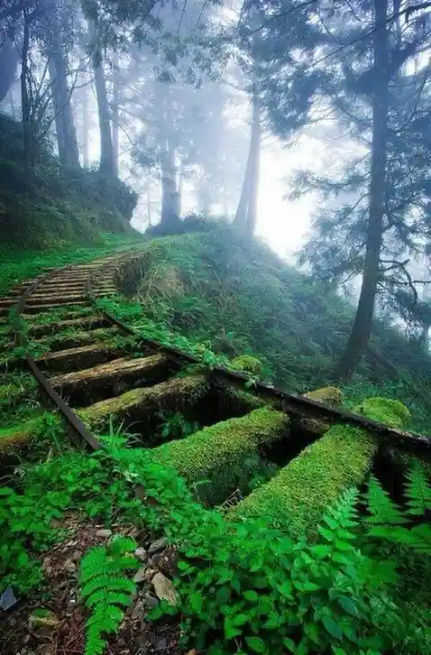 Abandoned Railroad Track In A Forest - Taipingshan Villa, Taiwan