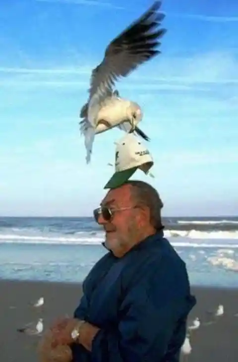 La mouette a volé ma casquette