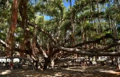 The Largest Tree In The Country Can Be Found In Hawaii