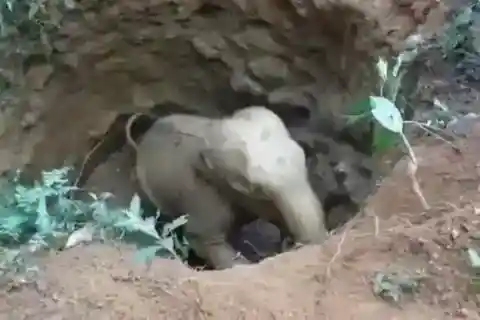 또 다른 코끼리