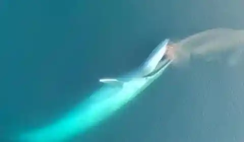 Blue Whale Lunging For Dinner