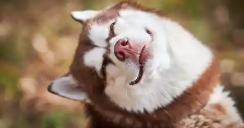 Husky