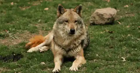 Wolfdog Hybrid Challenges