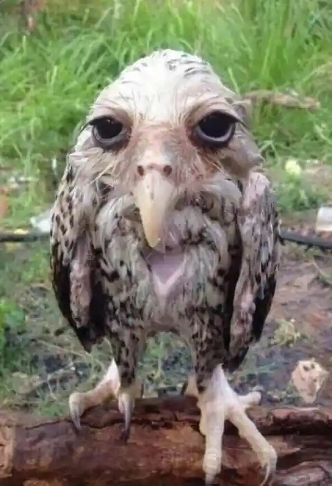 The Owl Wasn't Amused.