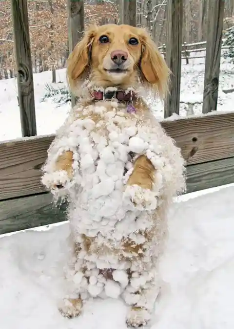 Standing Dog in a Winter Wonderland