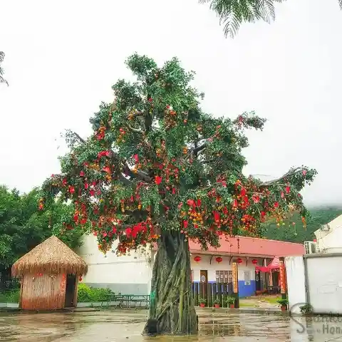 Trees of Good Fortune in Lam Tsuen