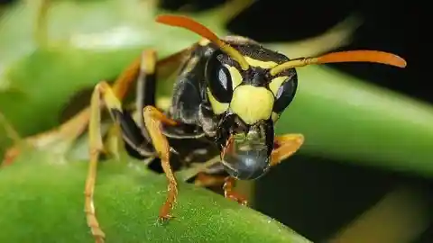 The Combative Wasps Of South Carolina