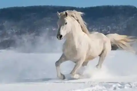 Stunning White Horse
