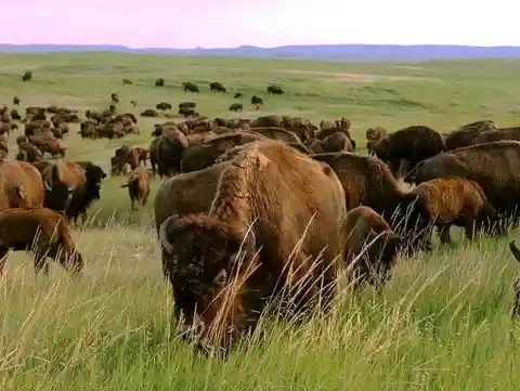 Los grandes bisontes de Dakota del Norte