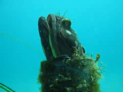 This Creature’s Real Name Is “Sarcastic Fringehead”