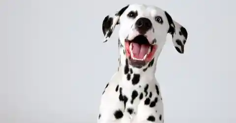 Dalmatian