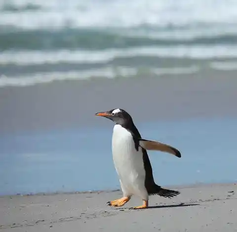 How Penguins Never Slip