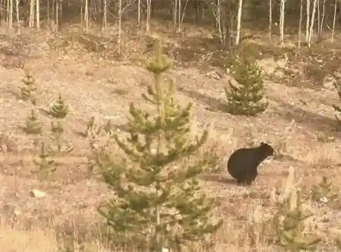 Nature Calls, Even in Nature