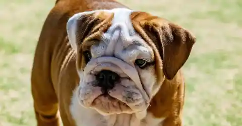 Bulldog Challenges