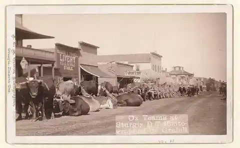 Ox Teams At Sturgis