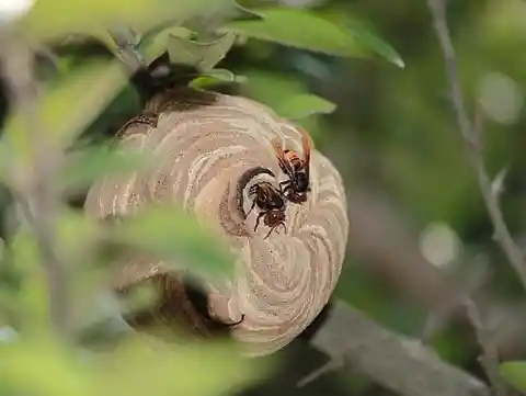 Horror Hornets Of Louisiana