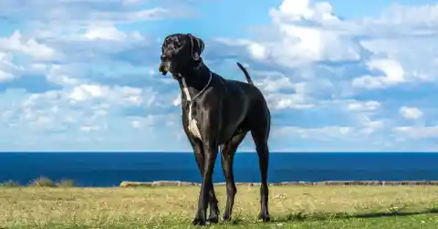 Great Dane