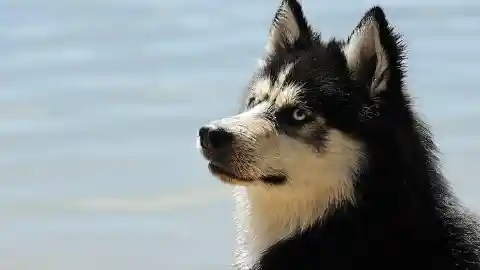 Los perros viciosos de New Hampshire