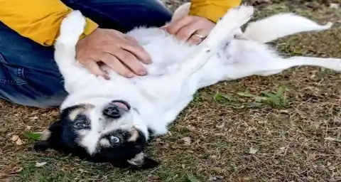 Belly Rubs For The Beast