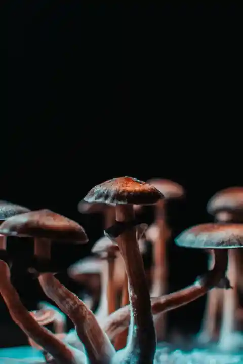 Experts Are Researching the Use of Psilocybin in Depression Treatment
