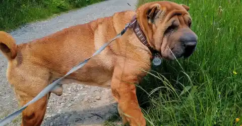 Shar Pei Challenges