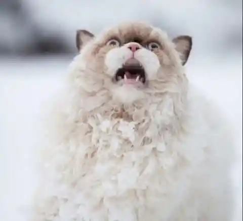 Cat Walks for the First Time on Frozen Ground