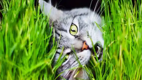 30 Bizarre Cat Behaviors And The Hidden Meanings Behind Them
