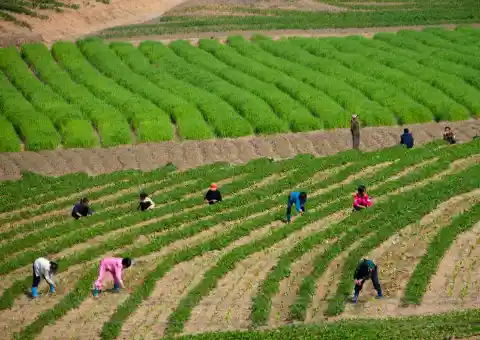 Banned Picture of Children Forced Into Labor