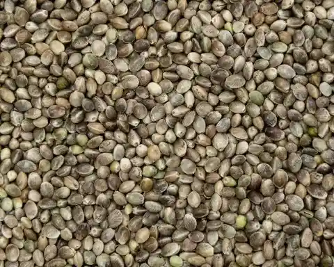 Hemp Seeds