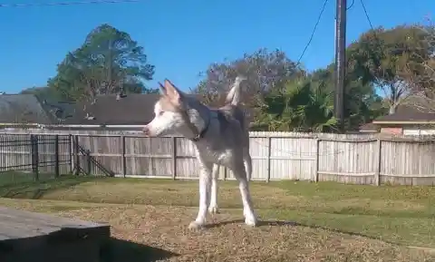 Heart Warming: Couple Takes In Starving Dog And See Him Transform - UNPUBLISHED