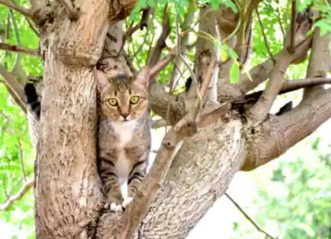 Se coincer dans les arbres