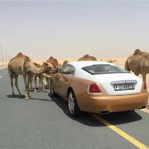 Rolls-Royce > Camels