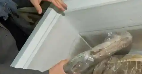 フィレを探して