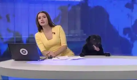 Woof News