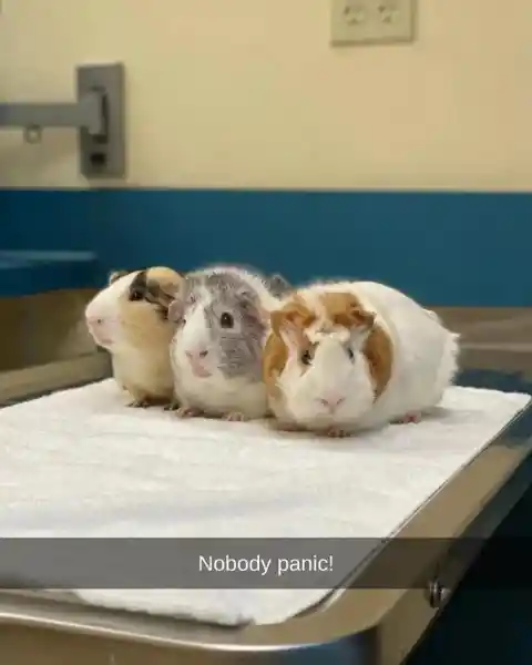 A Trio of Guinea Pigs